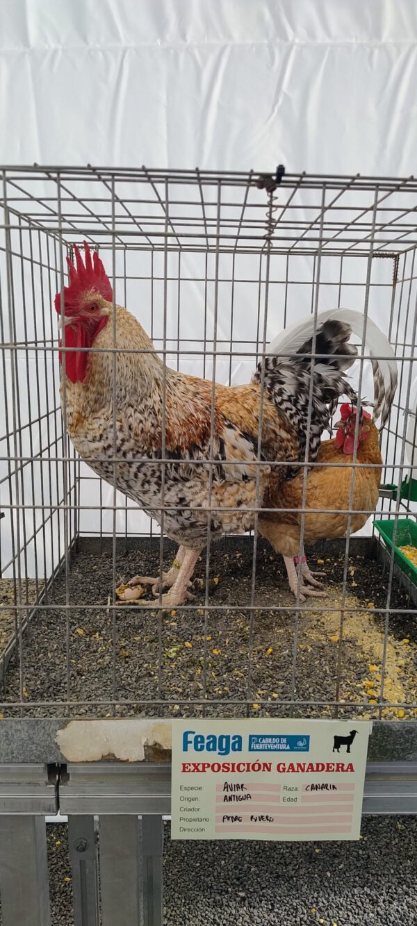 Bienestar Animal en Producción Avícola