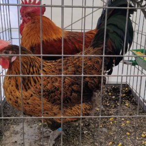 gallinas jaula