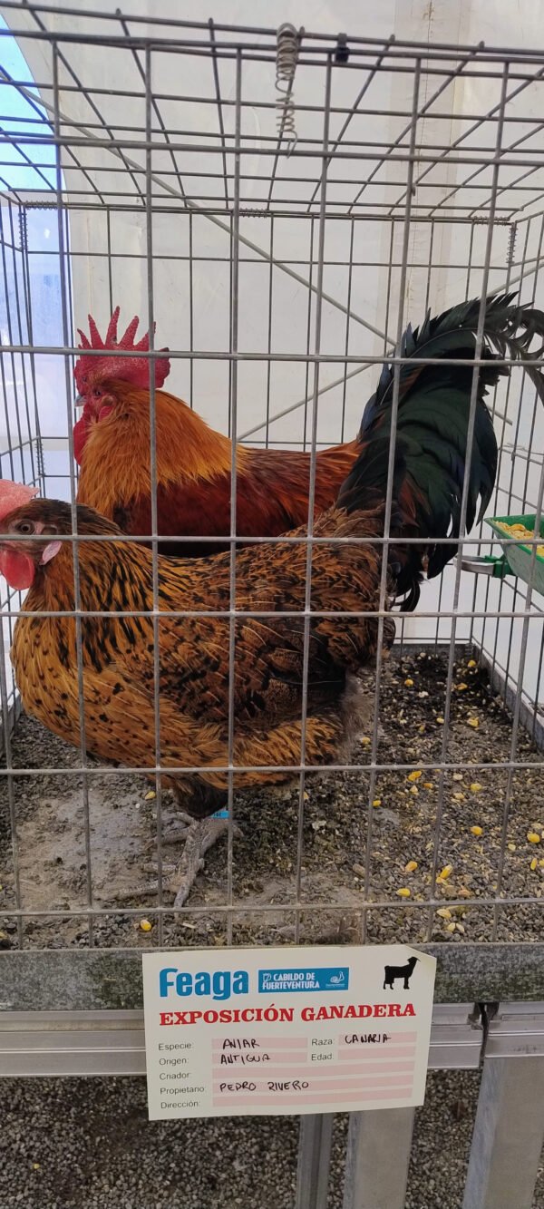 gallinas jaula