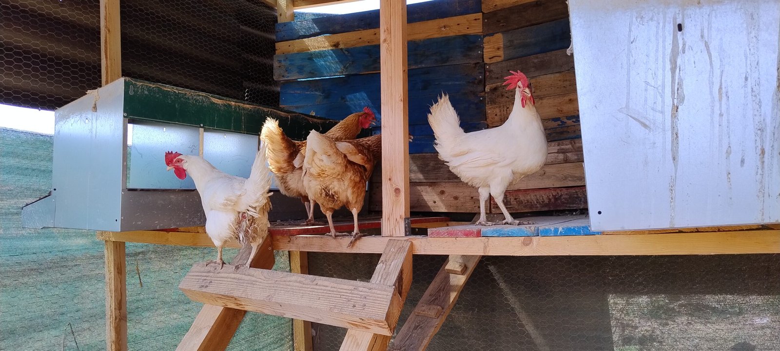 gallinas