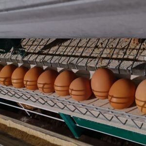 huevos