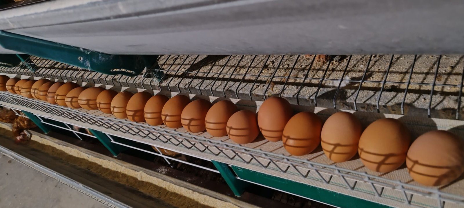 huevos