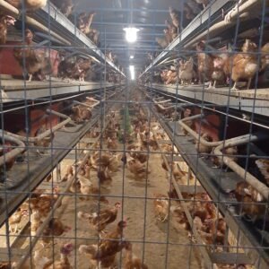gallinero
