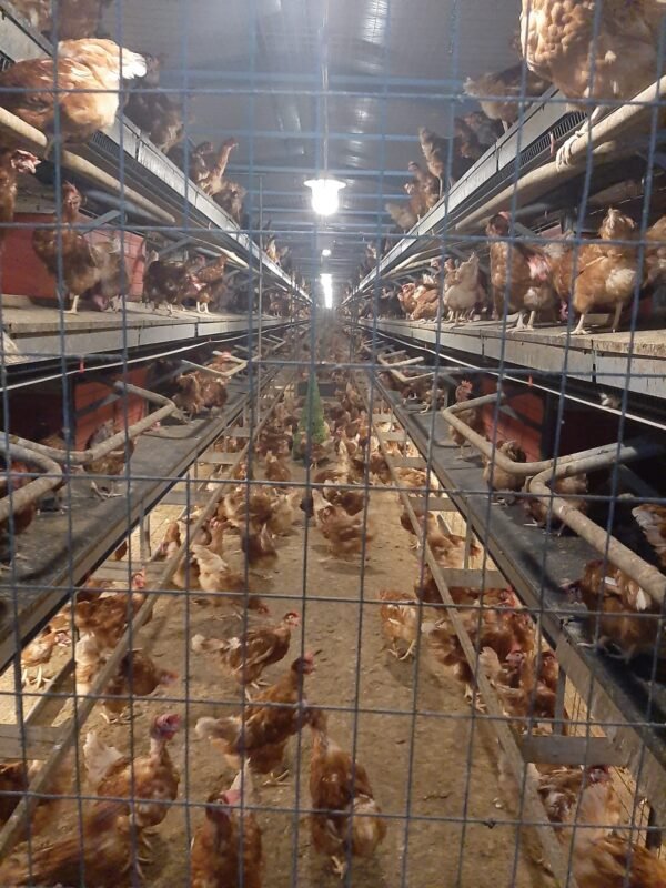 gallinero