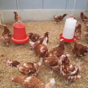 gallinas