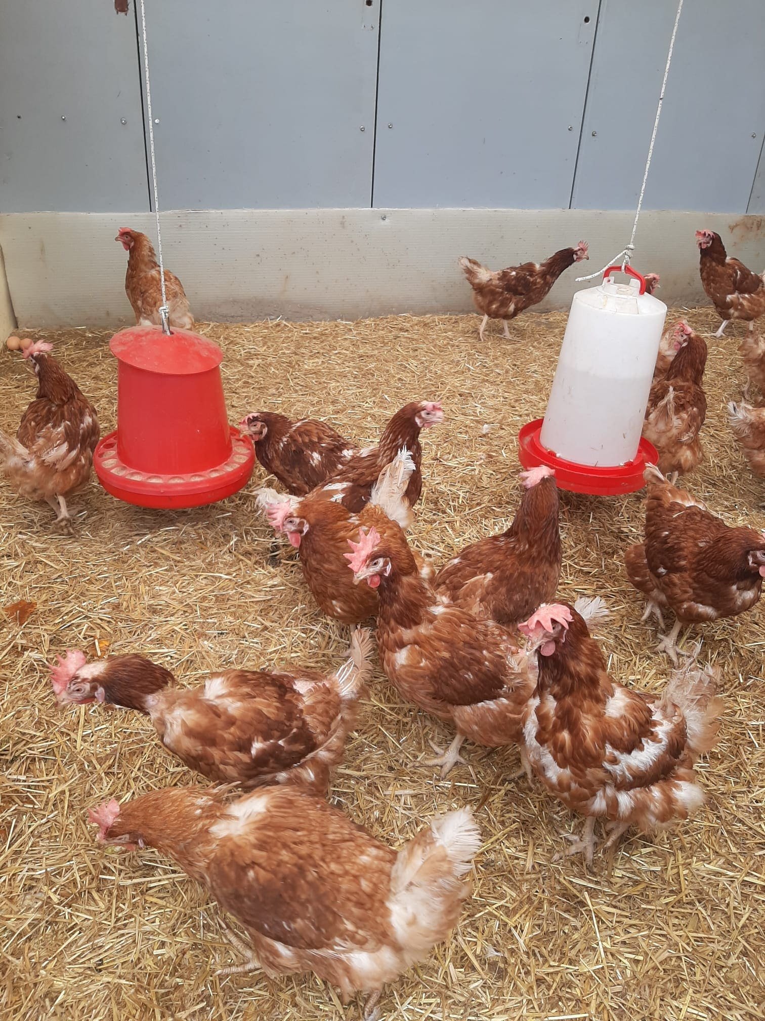 gallinas