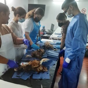 Asistencia profesional veterinaria a granjeros y productores avícolas