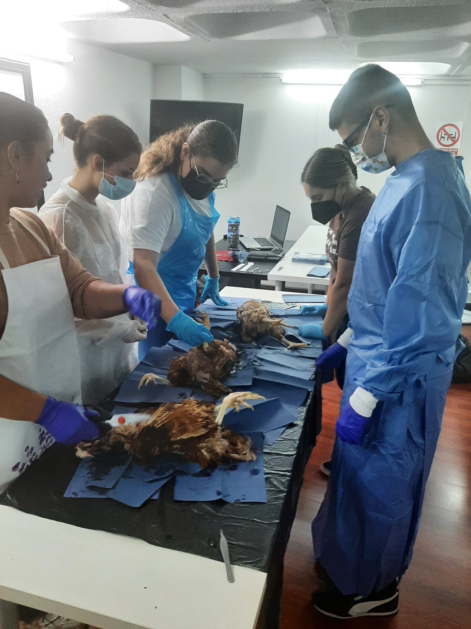 Asistencia profesional veterinaria a granjeros y productores avícolas